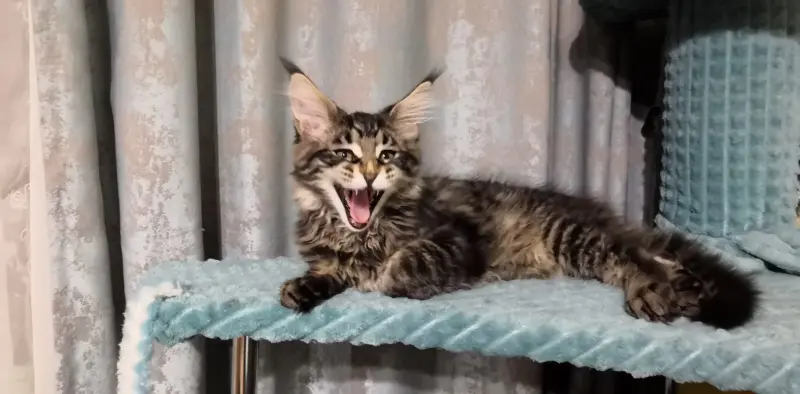 Мой кот